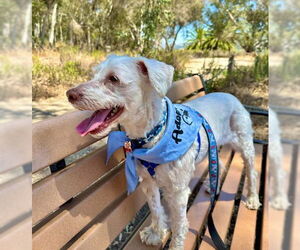Medium Poodle (Miniature) Mix