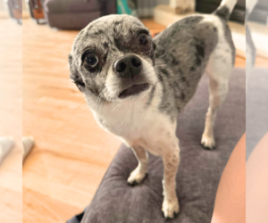 Chihuahua Dogs for adoption in Laramie, WY, USA