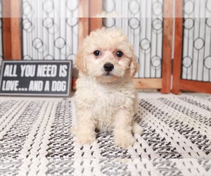 Poochon Puppy for sale in NAPLES, FL, USA
