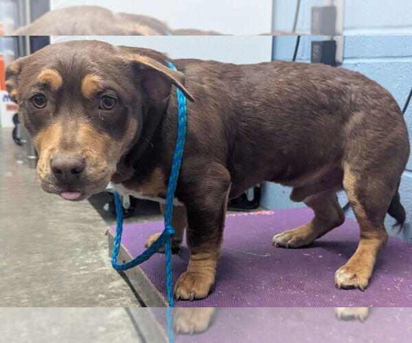 Medium Photo #4 Mutt Puppy For Sale in Evansville, IN, USA