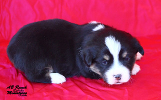 Pembroke Welsh Corgi Puppy for sale in SOLDIERS GROVE, WI, USA