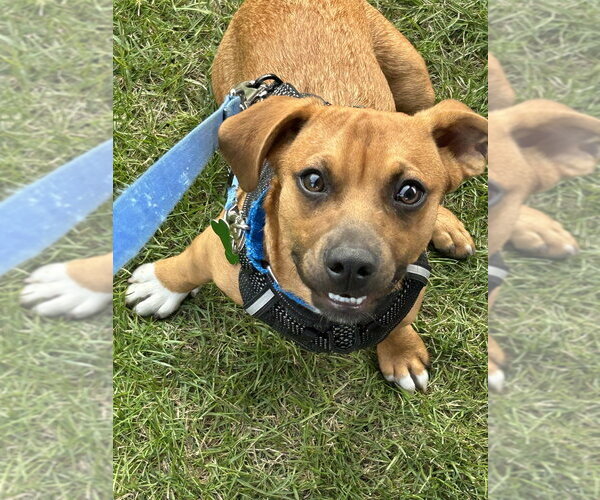 Medium Photo #20 Mutt Puppy For Sale in Mundelein, IL, USA