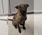 Small German Shepherd Dog Mix