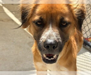Golden Retriever-Unknown Mix Dogs for adoption in Tulsa, OK, USA