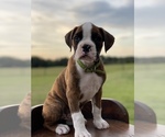 Small Photo #1 Boxer Puppy For Sale in WAUCHULA, FL, USA