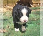 Small #2 Australian Shepherd