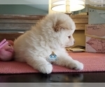 Small Photo #47 Pomeranian-Pomsky Mix Puppy For Sale in RAMSEY, MN, USA