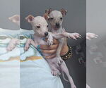 Small #3 Miniature American Hairless Terrier