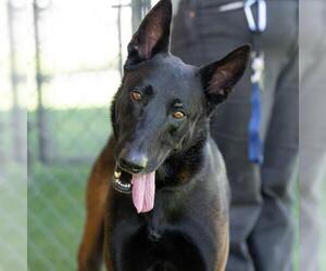 Mutt Dogs for adoption in Camarillo, CA, USA