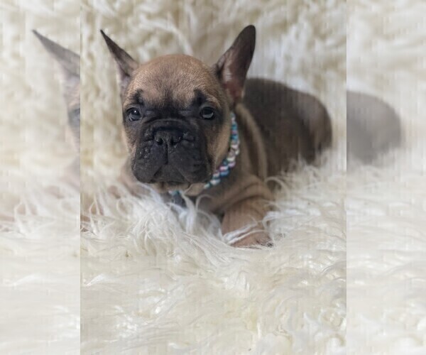 Medium Photo #8 French Bulldog Puppy For Sale in MONTEBELLO, CA, USA