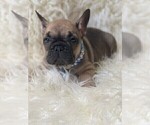 Small Photo #8 French Bulldog Puppy For Sale in MONTEBELLO, CA, USA