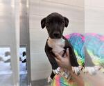 Small #1 Labrador Retriever Mix