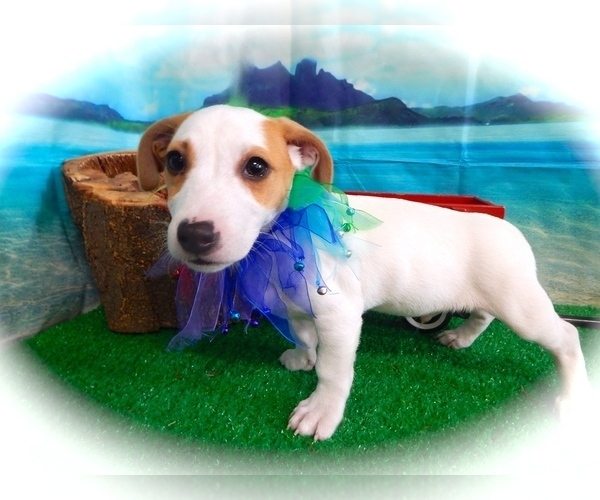 Medium Photo #3 Jack Russell Terrier Puppy For Sale in HAMMOND, IN, USA