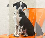 Small #3 Border Collie Mix