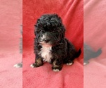 Small #6 Poodle (Miniature)