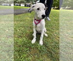 Small #3 Labrador Retriever Mix