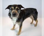 Small #3 Bearded Collie Mix