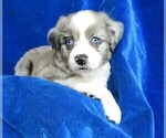 Small Photo #3 Miniature Australian Shepherd Puppy For Sale in HARTVILLE, MO, USA