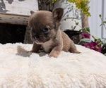 Small #8 French Bulldog