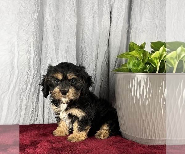 Medium Photo #6 Cavanese Puppy For Sale in GREENWOOD, IN, USA