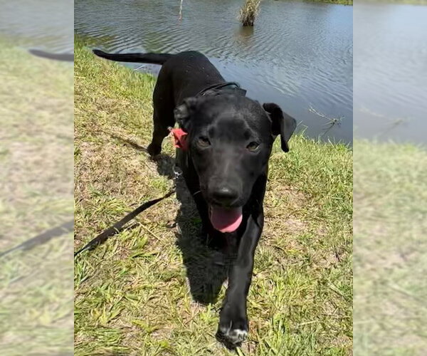 Medium Photo #1 Labrador Retriever-Unknown Mix Puppy For Sale in Tarrytown, GA, USA