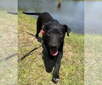 Small Labrador Retriever Mix