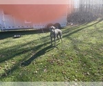 Small Photo #5 Irish Wolfhound Puppy For Sale in BOUCKVILLE, NY, USA