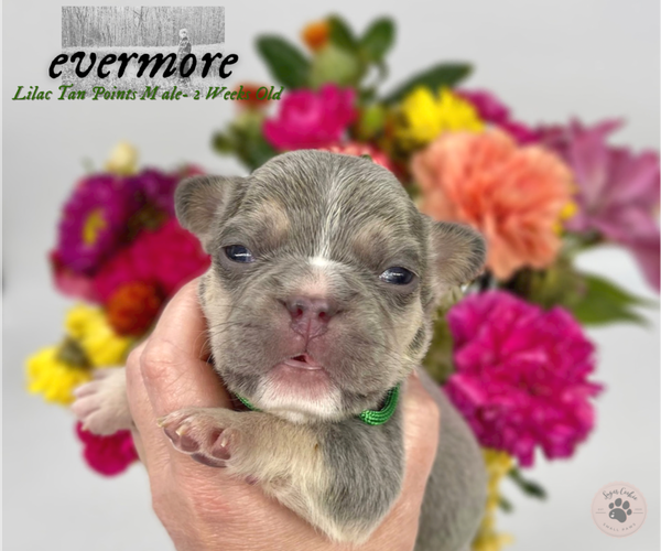 Medium Photo #5 French Bulldog Puppy For Sale in CYPRESS, TX, USA