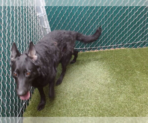 Medium Photo #1 German Shepherd Dog Puppy For Sale in Downey, CA, USA