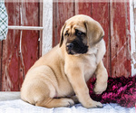 Small Photo #13 Mastiff Puppy For Sale in WAKARUSA, IN, USA