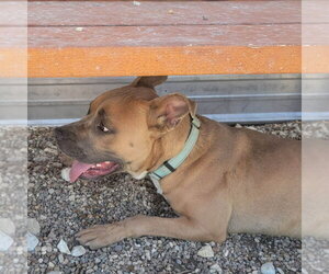 Garth - Male Mutt Dog for Adoption - Photo #4