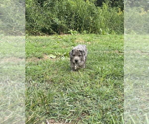 Medium Photo #8 Cane Corso-Daniff Mix Puppy For Sale in CHESAPEAKE, OH, USA