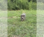 Small #7 Cane Corso-Daniff Mix