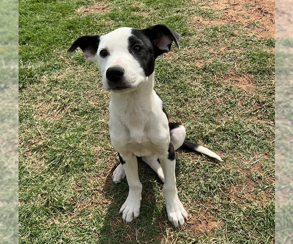 Medium Photo #27 Australian Shepherd-Unknown Mix Puppy For Sale in OKLAHOMA CITY, OK, USA