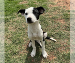 Small #26 Australian Shepherd Mix