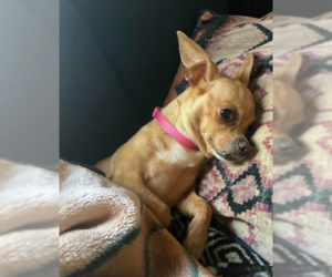 Buscemi - Female Chihuahua Dog for Adoption - Photo #2