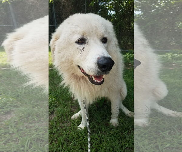 Medium Photo #63 Chow Chow-Great Pyrenees Mix Puppy For Sale in Houston, TX, USA