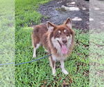 Small Border Collie-Huskies Mix
