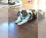 Small #2 Cavalier King Charles Spaniel