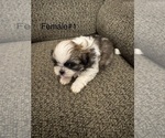 Puppy Puppy 3 Shih Tzu