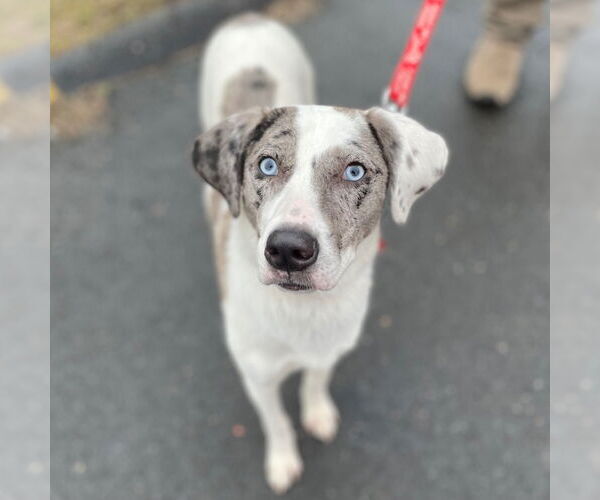 Medium Photo #4 Catahoula Leopard Dog-Unknown Mix Puppy For Sale in Canton, CT, USA