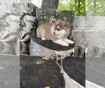 Paprika - Male Pomsky Puppy for Sale - Photo #3