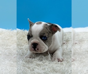 French Bulldog Puppy for sale in NEWPORT BEACH, CA, USA