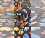 Small Photo #6 Yorkshire Terrier Puppy For Sale in AKRON, OH, USA