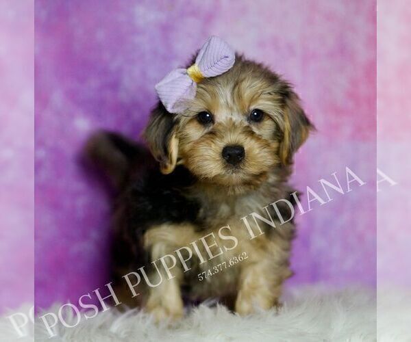 Medium Photo #25 Yorkipoo Puppy For Sale in WARSAW, IN, USA