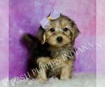 Puppy Lexi Yorkipoo