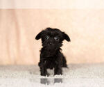 Small Photo #5 YorkiePoo Puppy For Sale in NAPPANEE, IN, USA