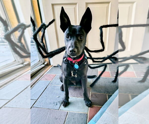 Medium Photo #8 Labrador Retriever-Unknown Mix Puppy For Sale in Brewster, NY, USA