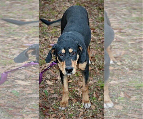 Medium Photo #3 Black and Tan Coonhound-Doberman Pinscher Mix Puppy For Sale in Attalka, AL, USA