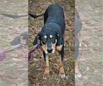 Small Photo #3 Black and Tan Coonhound-Doberman Pinscher Mix Puppy For Sale in Attalka, AL, USA